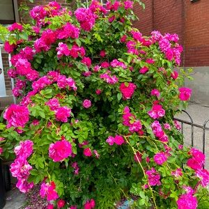 Meet your Posher, Lily